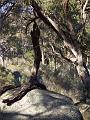 Trees and granite, Yarrowyck IMGP9783